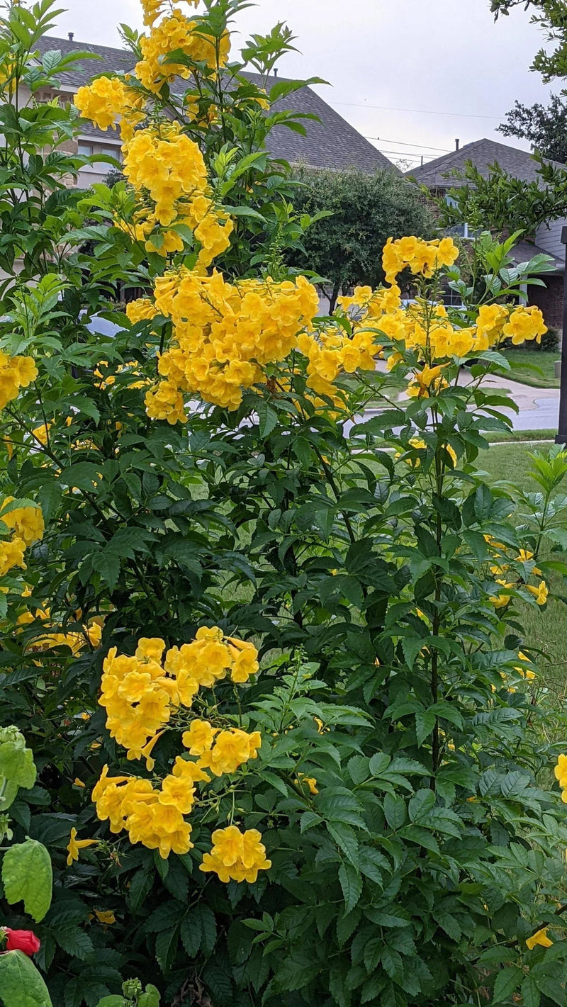 Esperanza blume samen for anpflanzung - vibrant colors, heirloom & gmo free samen for home garten
 
 sale samen for home garten