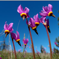 Rosa Weiß Dodecatheon Samen – ideal zur Aussaat Frühling und Sommer Gärten