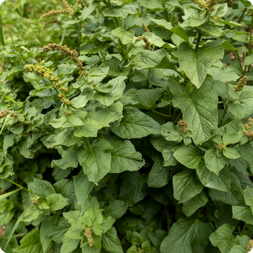 King Henry Pflanzensamen für den Garten – Nicht gentechnisch verändert