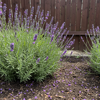 Lavendel Samen Englisch für den Garten – Traditionell, nicht gentechnisch verändert