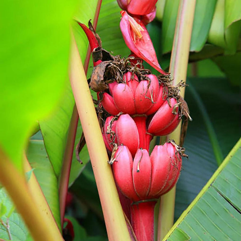 Semi di banana rossa facili da piantare