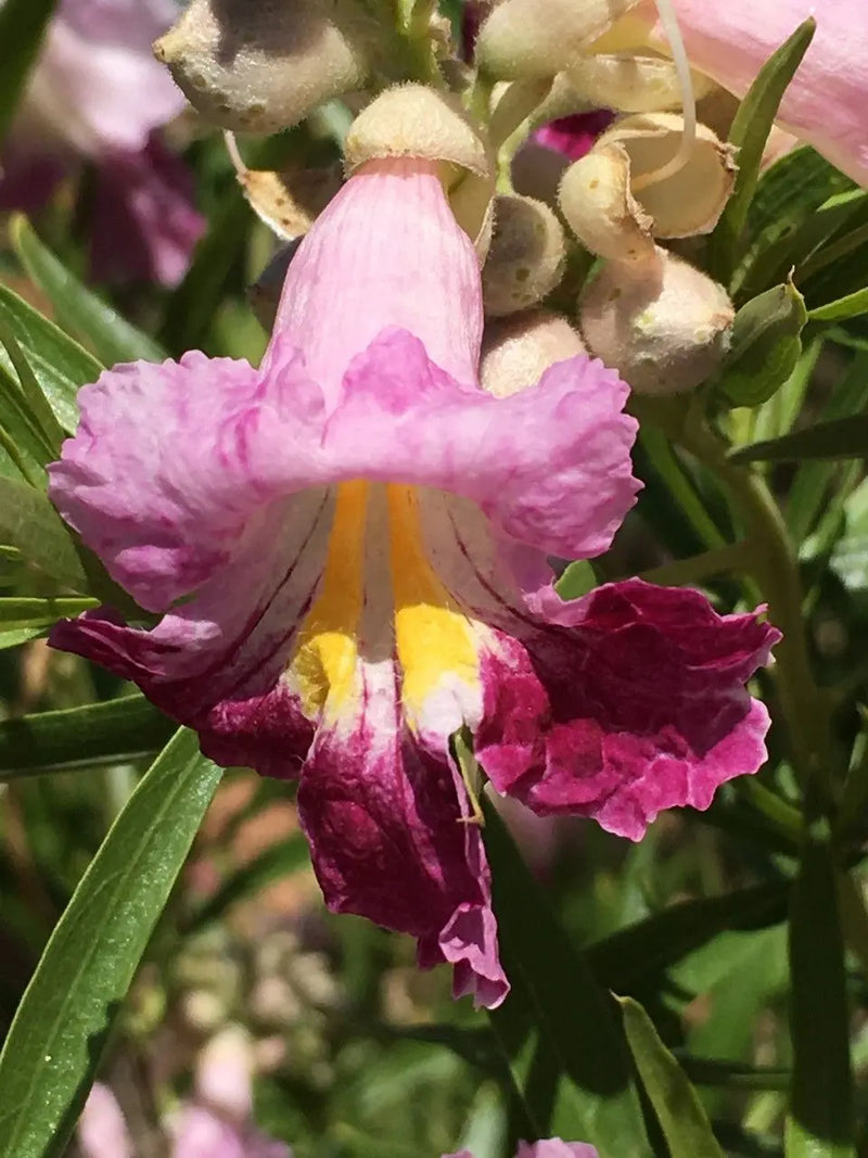 Chilopsis Blumensamen zur Aussaat farbenfroh Schau Traditionssorte & ohne Gentechnik Samen Hausgarten