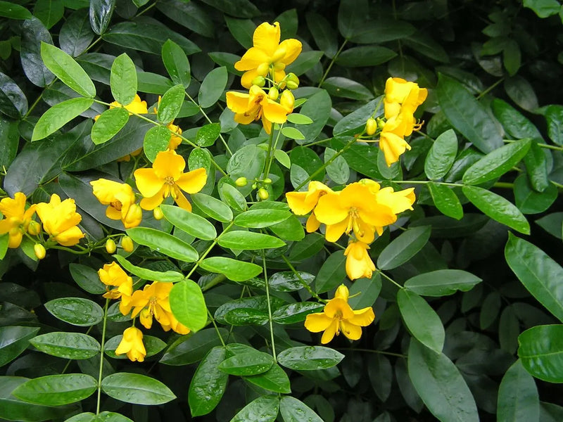 Rot Sophora Blumensamen zur Aussaat Anzucht Traditionssorte & ohne Gentechnik Samen Hausgarten