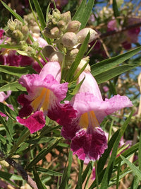 Chilopsis Blumensamen zur Aussaat farbenfroh Schau Traditionssorte & ohne Gentechnik Samen Hausgarten