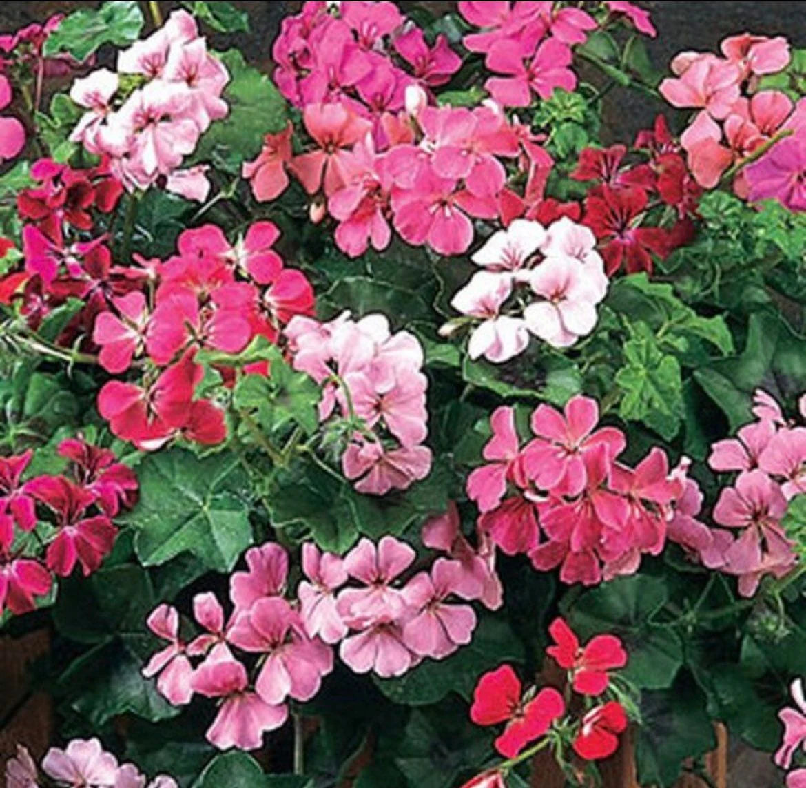 Gemischt Pelargonium Blumensamen zur Aussaat Anzucht Traditionssorte & ohne Gentechnik Samen Hausgarten