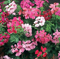 Gemischt Pelargonium Blumensamen zur Aussaat Anzucht Traditionssorte & ohne Gentechnik Samen Hausgarten