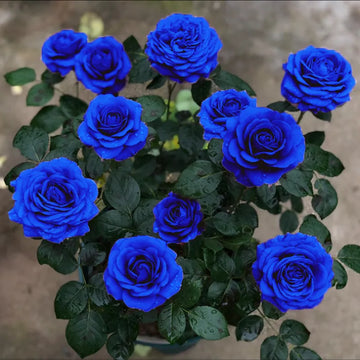 dunkel Blau MulColor Rose Blumensamen zur Aussaat robust Sorte Traditionssorte & ohne Gentechnik Samen Hausgarten