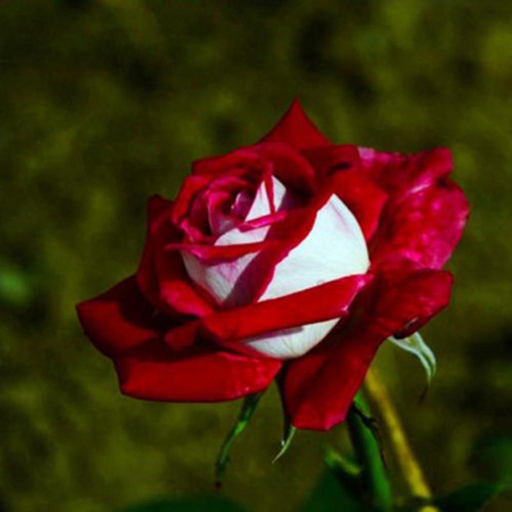 selten tief Rot und Weiß Osiria Ruby Rose Blumensamen zur Aussaat – Halbschatten verträglich – Traditionssorte & ohne Gentechnik Samen Hausgarten