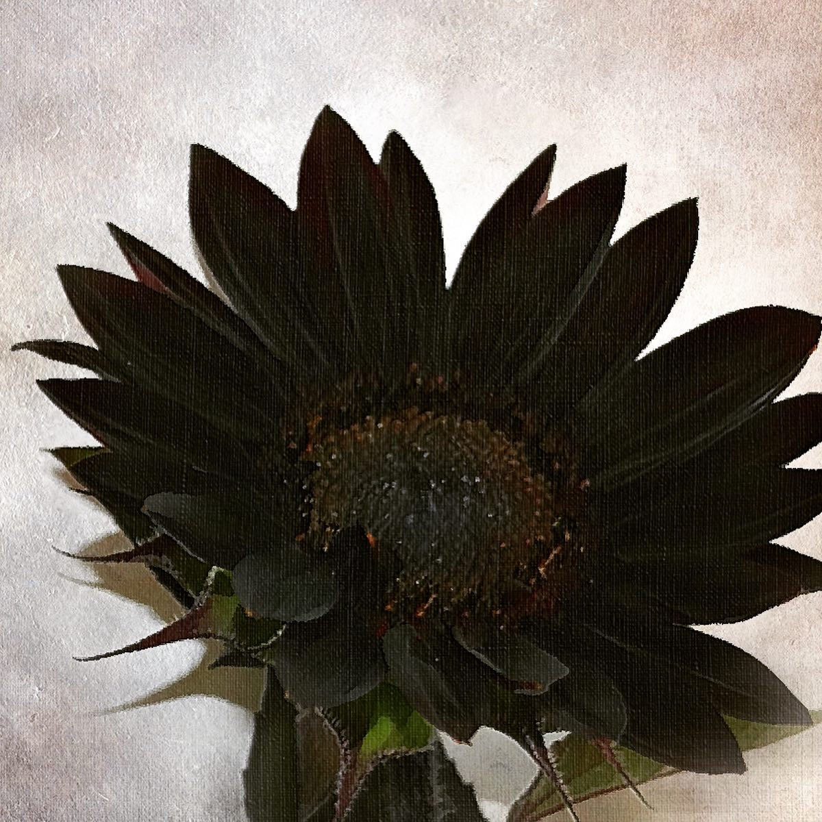 Schwarz Sonnenblume Blumensamen zur Aussaat – ideal Rabatten – Traditionssorte & ohne Gentechnik Samen Hausgarten
