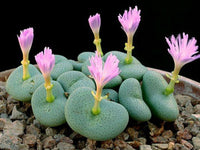 Conophytum blume samen for anpflanzung - long bloom season, heirloom & gmo free samen for home garten
 
 sale samen for anpflanzung in home garten
