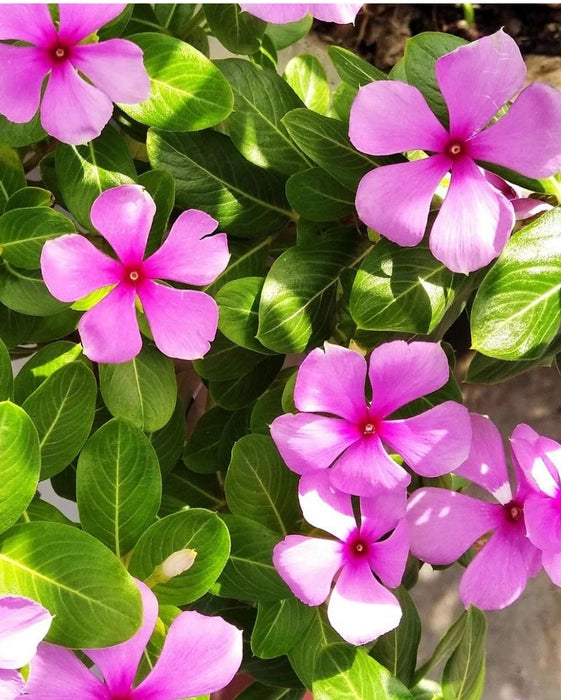 Immergrün Blumensamen einfache Aussaat