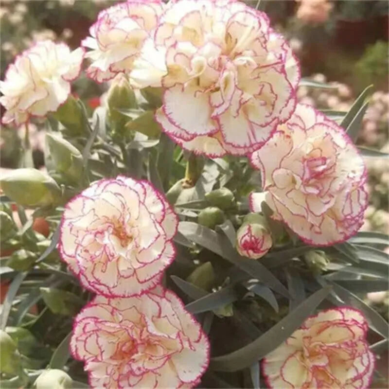 klein Rosa Nelke Blumensamen zur Aussaat – hochwertige Qualitäts- – Traditionssorte & ohne Gentechnik Samen Hausgarten