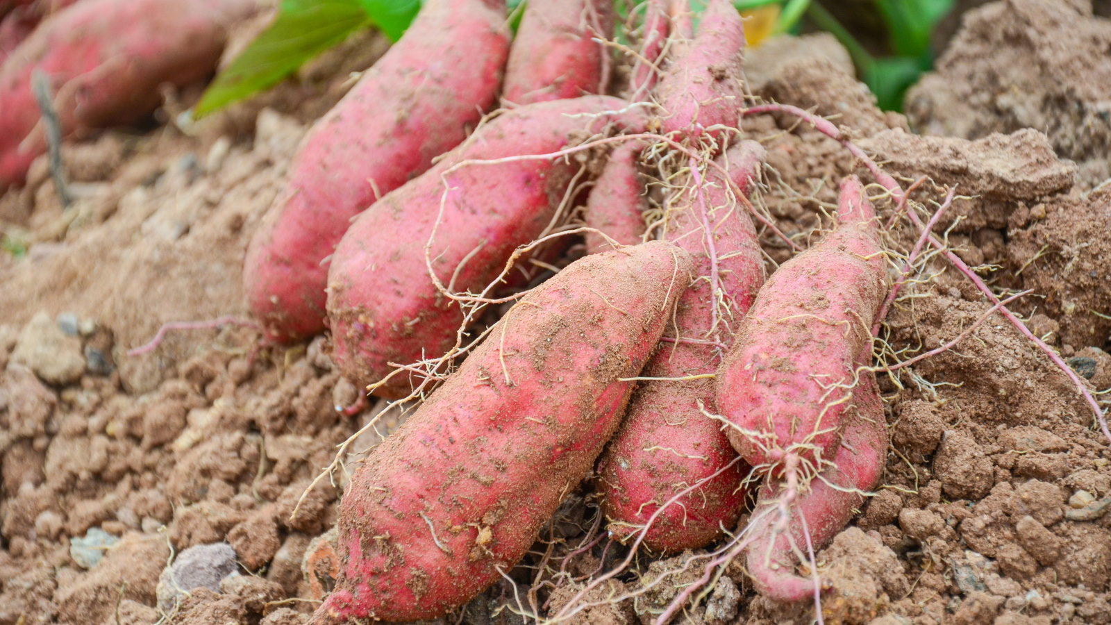 Giant Süßkartoffel Ipomoea Batatas Samen