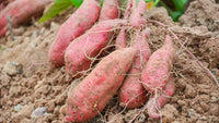 Giant Süßkartoffel Ipomoea Batatas Samen