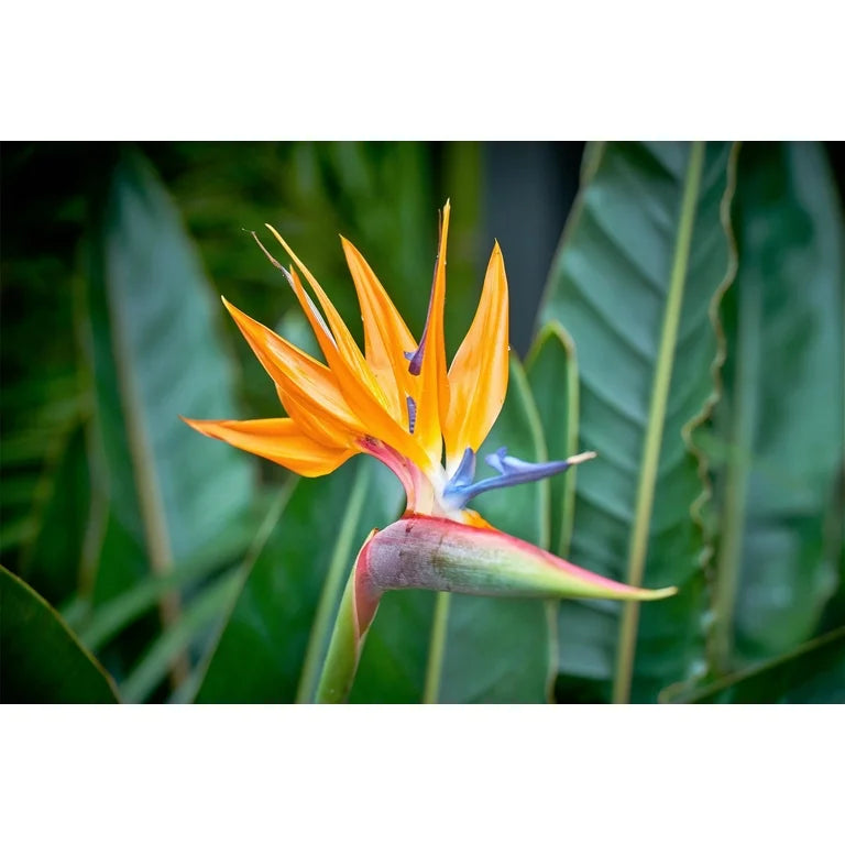Orange & violet strelitzia samen - exotic blume anpflanzung