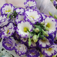 Blau und Weiß Lisianthus Blumensamen zur Aussaat