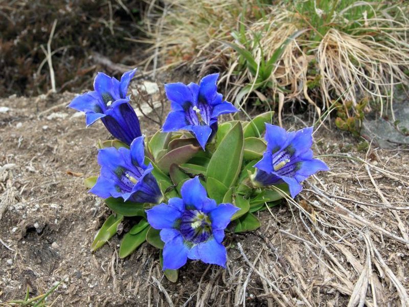 Gentiana Blumensamen zur Aussaat Anzucht Traditionssorte & ohne Gentechnik Samen Hausgarten