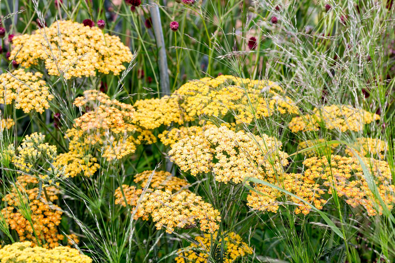Achillea Blumensamen zur Aussaat kompakt Wuchs Traditionssorte & ohne Gentechnik Samen Hausgarten