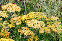 Achillea Blumensamen zur Aussaat kompakt Wuchs Traditionssorte & ohne Gentechnik Samen Hausgarten