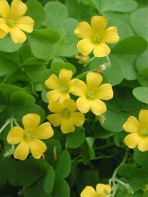 Gelb Braun Sauerklee Blumensamen zur Aussaat Schnitt Blume beliebt Traditionssorte & ohne Gentechnik Samen Hausgarten