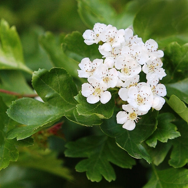 Crataegus Blumensamen zur Aussaat Halbschatten verträglich Traditionssorte & ohne Gentechnik Samen Hausgarten