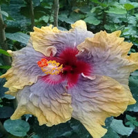 Gelb Blau Hibiskus Blumensamen Drought verträglich Traditionssorte & ohne Gentechnik Samen Hausgarten