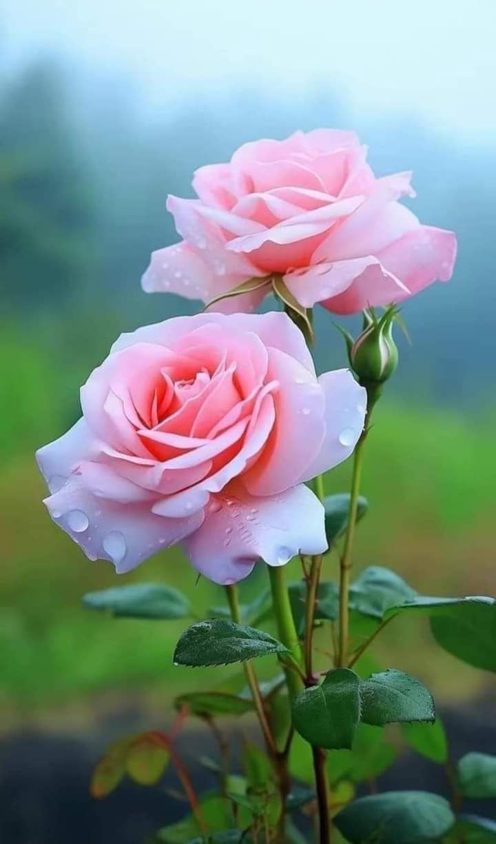 Rot Rosa Rose Blumensamen zur Aussaat – saisonal Dauerblüher – Traditionssorte & ohne Gentechnik Samen Hausgarten