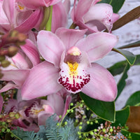 Cymbidium Faberi Blumensamen zur Aussaat Anzucht Traditionssorte & ohne Gentechnik Samen Hausgarten