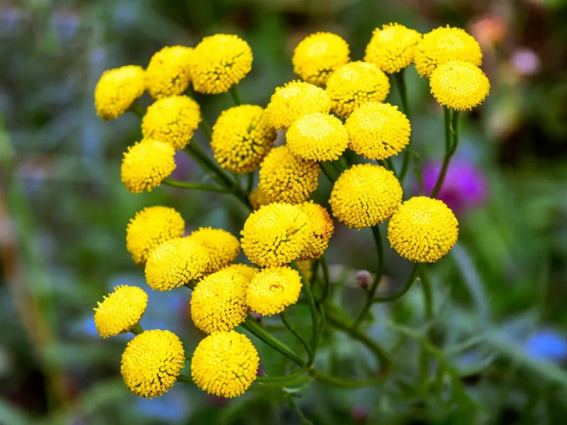 Tansy blume samen for anpflanzung compact growth heirloom & gmo free samen for home garten 
 
 sale for anpflanzung in home garten