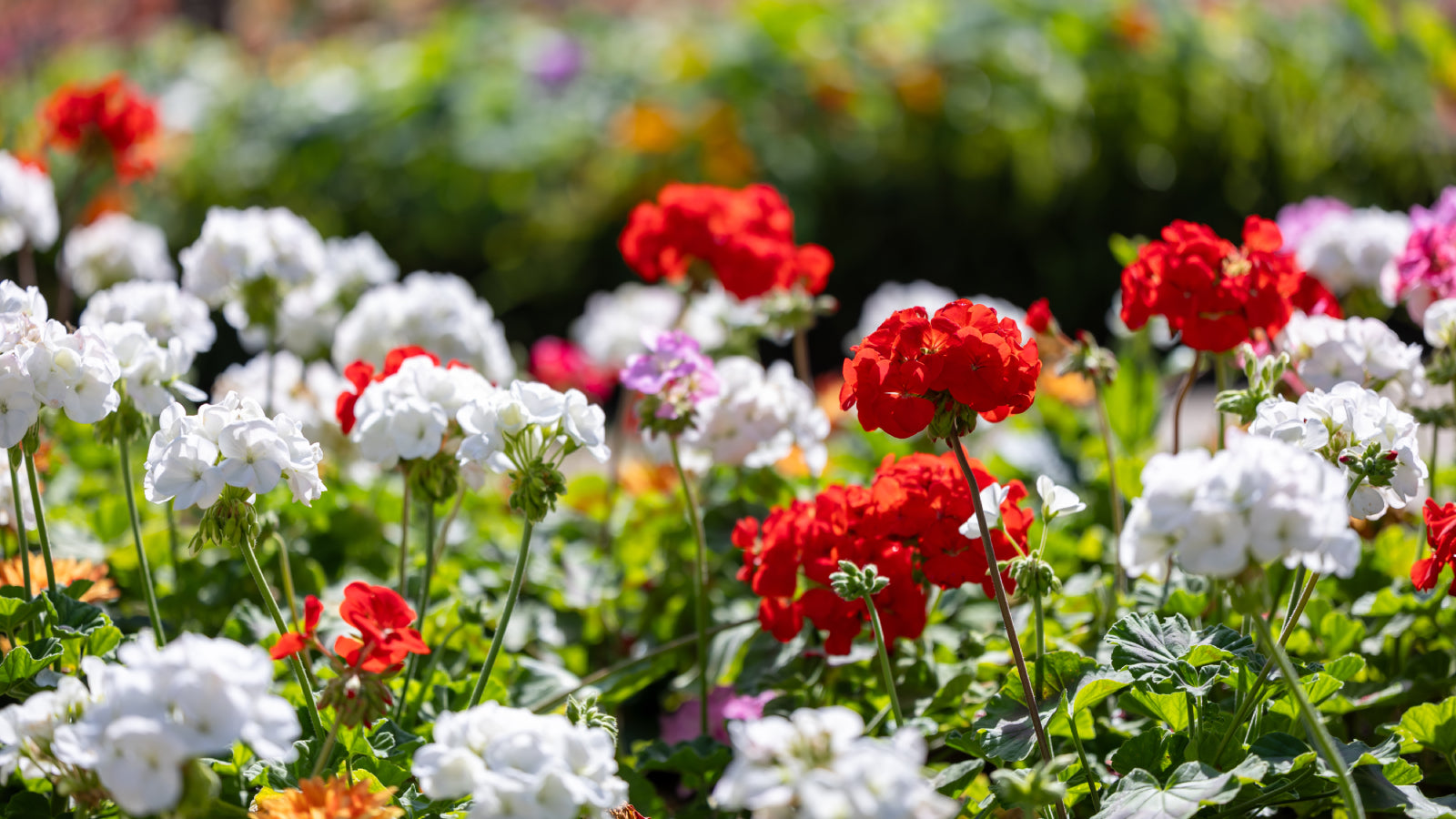 Geranie Blumensamen zur Aussaat – Bestäuber freundlich – Traditionssorte & ohne Gentechnik Samen Hausgarten