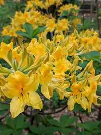 Gelb Azalee Blumensamen zur Aussaat – verschönert Garten