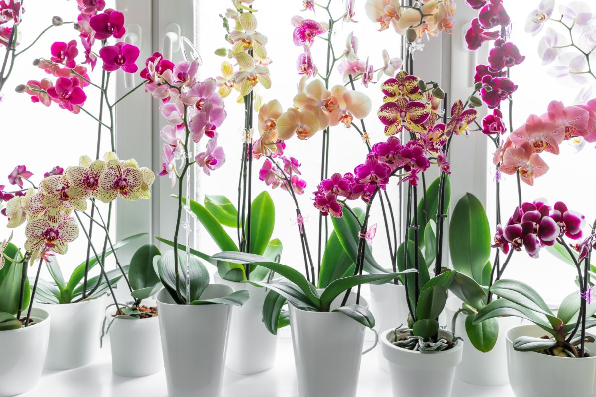 Gemischt Schmetterlingsorchidee Orchidee Blumensamen zur Aussaat Halbschatten verträglich Traditionssorte & ohne Gentechnik Samen Hausgarten