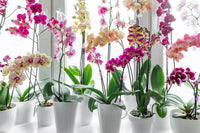 Gemischt Schmetterlingsorchidee Orchidee Blumensamen zur Aussaat Halbschatten verträglich Traditionssorte & ohne Gentechnik Samen Hausgarten