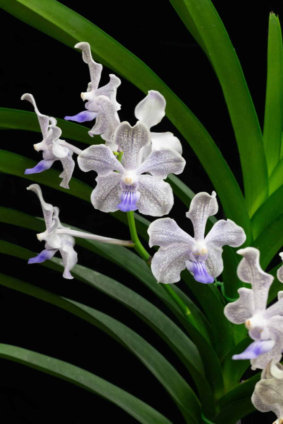 Schmetterlingsorchidee orchids Blumen Aussaat Blumensamen zur Aussaat lang Blüte Saison Traditionssorte & ohne Gentechnik Samen Hausgarten