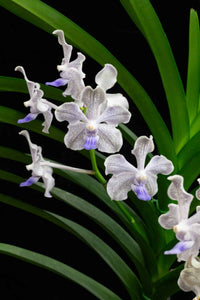 Schmetterlingsorchidee orchids Blumen Aussaat Blumensamen zur Aussaat lang Blüte Saison Traditionssorte & ohne Gentechnik Samen Hausgarten