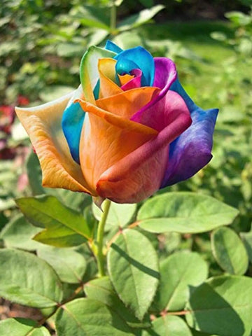 Braun Rainbow Potted Rose Blumensamen zur Aussaat Bestäuber freundlich Traditionssorte & ohne Gentechnik Samen Hausgarten