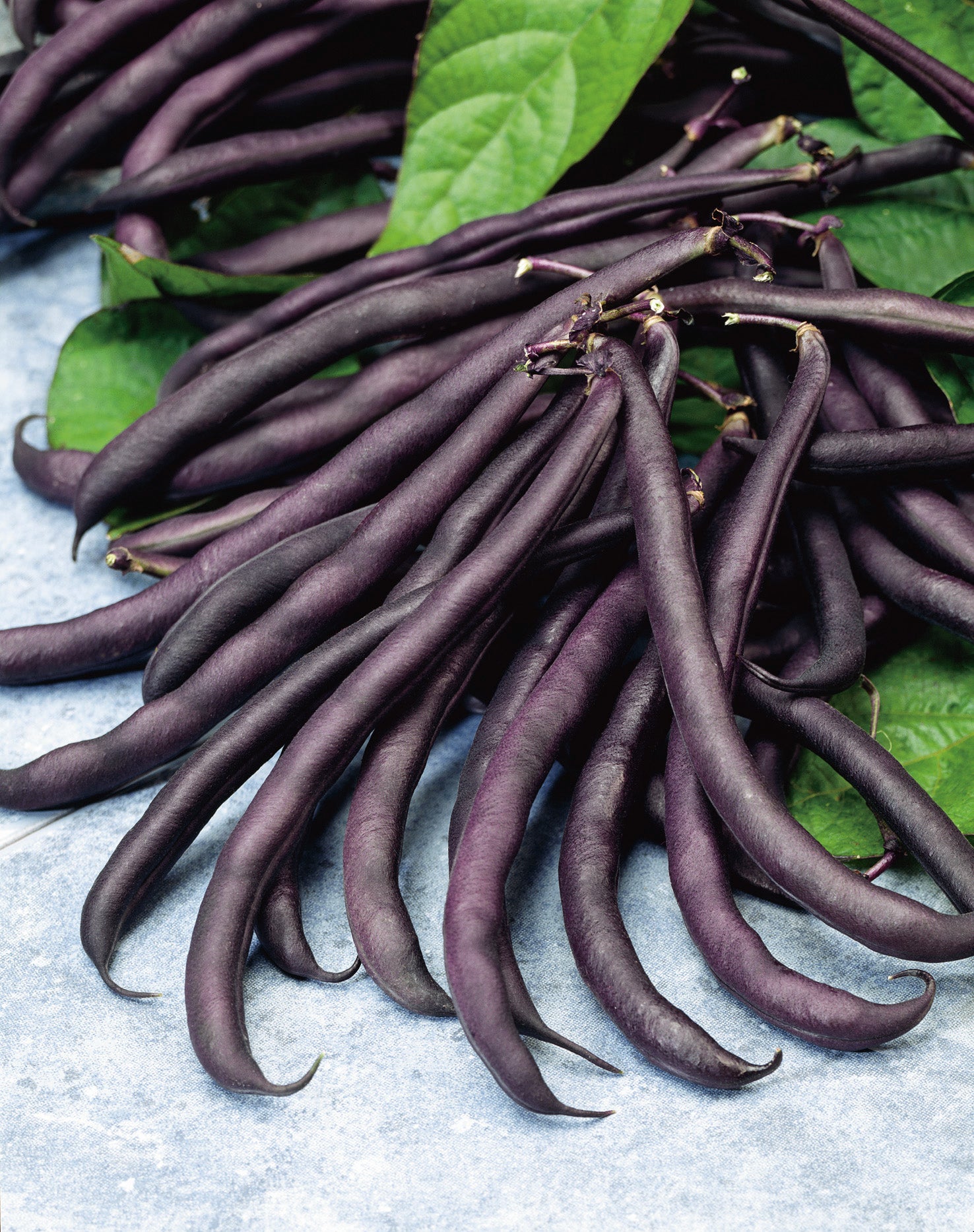 Lila Stallard Bean Gemüse Samen zum Pflanzen