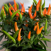 Orange Chili Gemüse Samen zum Pflanzen