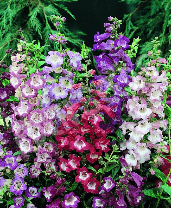 Gemischt Penstemon Blumensamen zur Aussaat