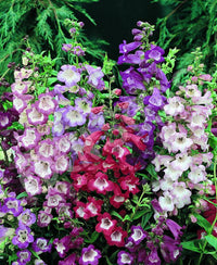 Gemischt Penstemon Blumensamen zur Aussaat