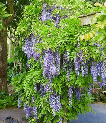 Blauregen Violett Blumensamen zur Aussaat Samen Beautifully Cascading Blüten Garten