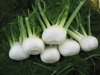 Weiß Fennel Samen zum Pflanzen