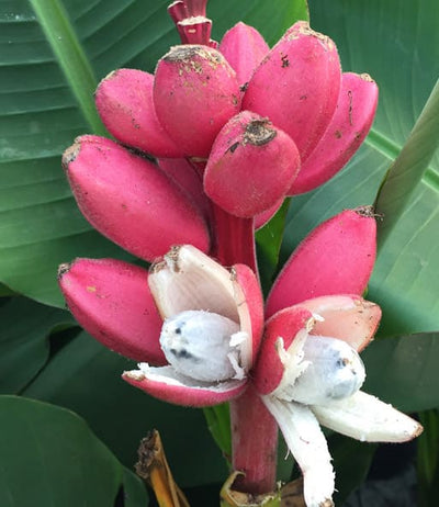 100 Stück