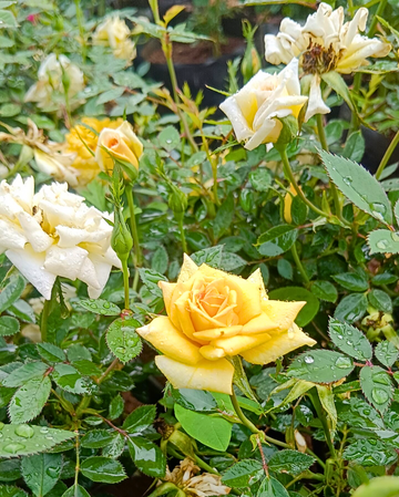 hell Gelb kletternd Rose Samen zur Aussaat – Garten-Kletterpflanze Roses