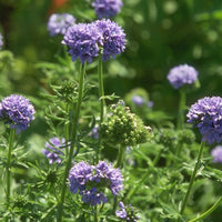 Globe Gilia Blumensamen zur Aussaat robust Sorte Traditionssorte & ohne Gentechnik Samen Hausgarten