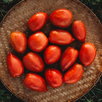 Amish paste traditionelle tomato solanum lycopersicum für aussaat in garten