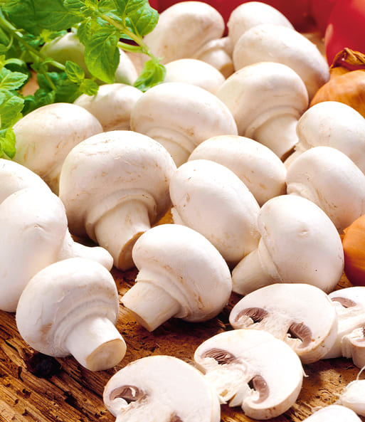 Weiß Pilz Gemüsesamen für einfache Aussaat