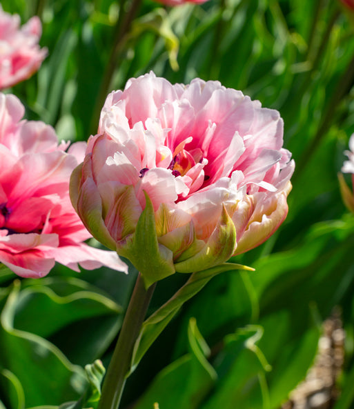 gefüllt Tulpe Blumensamen zur Aussaat robust Sorte Traditionssorte & ohne Gentechnik Samen Hausgarten
