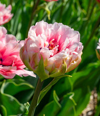 gefüllt Tulpe Blumensamen zur Aussaat robust Sorte Traditionssorte & ohne Gentechnik Samen Hausgarten