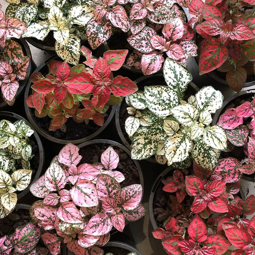 Hypoestes Splash Rosa Samen zur Aussaat für Innenräume Pots Halbschatten Garten